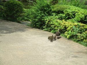 毛利庭園カルガモ