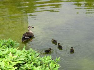 毛利庭園カルガモ